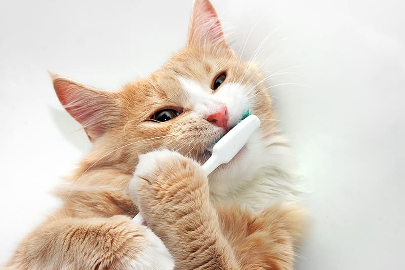 Caring for your cat's oral health, Flat Rock Vet
