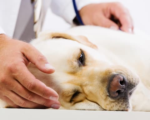 Hepatitis in Dogs, Flat Rock Vet