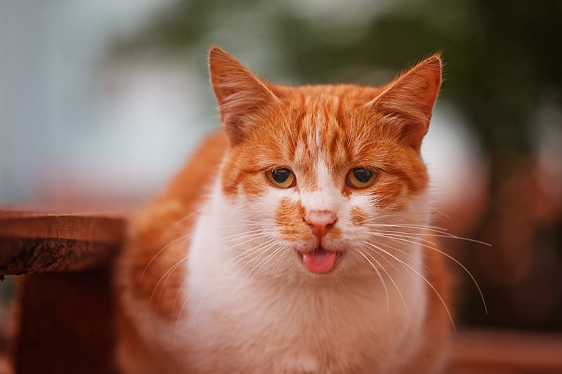 Reasons why your cat may be panting or breathing heavily, Flat Rock Vet