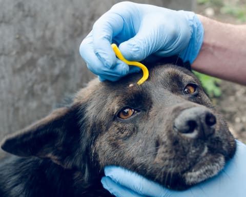 Rocky Mountain Spotted Fever in Dogs, Flat Rock Vet