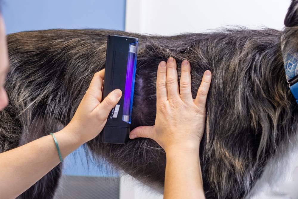 Dog being examined with light