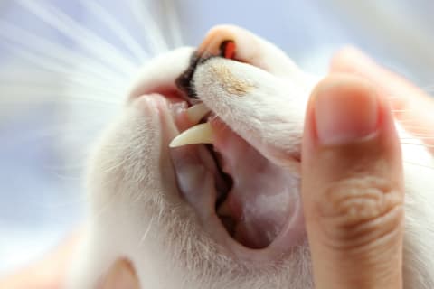 Cat shop dental care