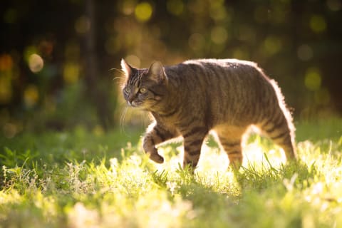 Cat walking through grass in sunlight