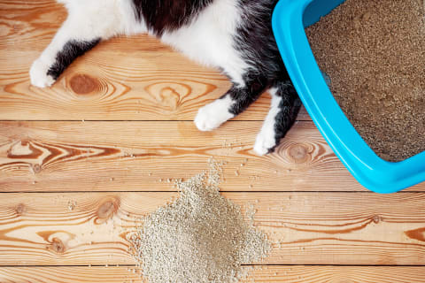 Cat Urinary Infection Treatment