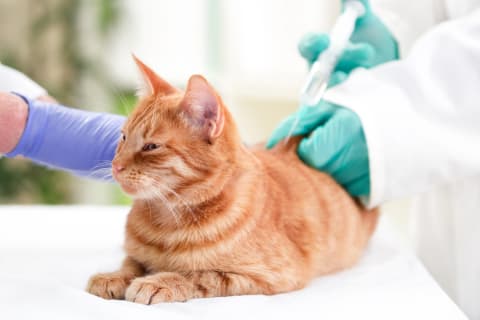 Rabies Vaccines for Cats, Flat Rock Vet