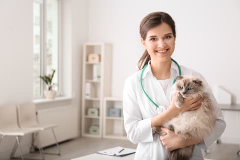 Cat being held by veterinarian