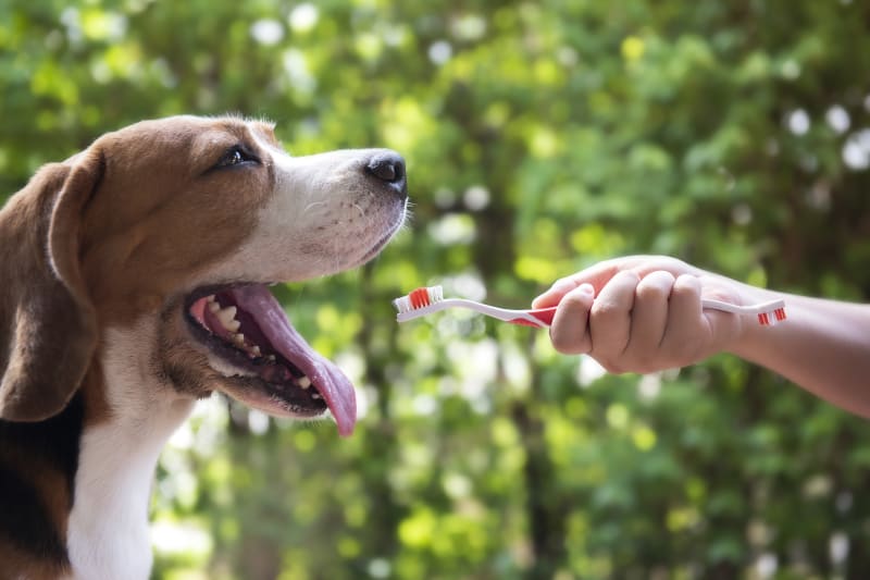 Dog with an open mouth with a toothbrush being extended towards it