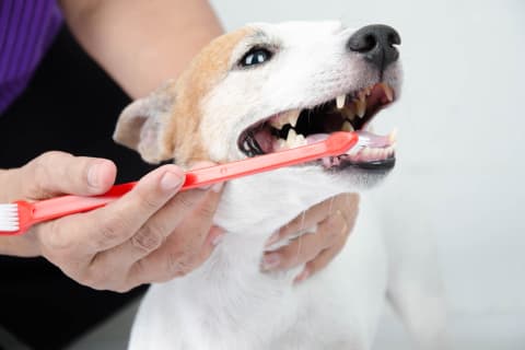 Dog having teeth brushed