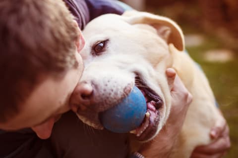 Dog Training Advice, Flat Rock Vet