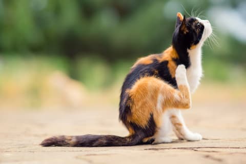 Ear Infection in Cats, Flat Rock Vet