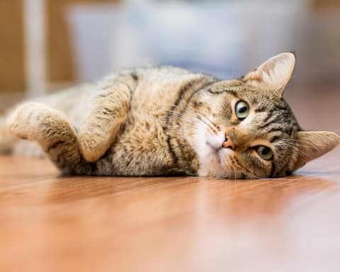 Fungal Infections in Cats, Flat Rock Vet