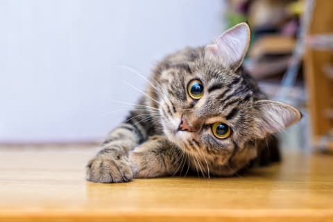 How to Increase Red Blood Cells in Cats | | Flat Rock Emergency Vet ...