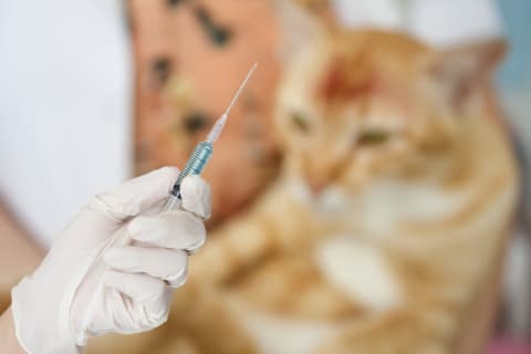 Have Indoor Cat Vaccinated, Flat Rock Vet
