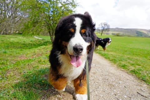 Bernese Mountain Dogs walking on path