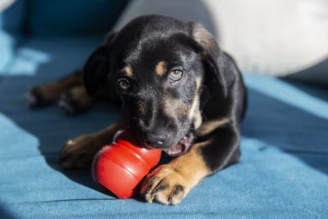 Black and brown puppy chewing on red toy