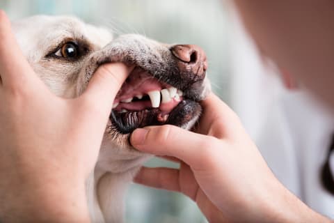 Hands spreading dogs lips so teeth can be examined