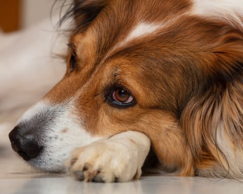 Anemia in Dogs, Flat Rock Vet