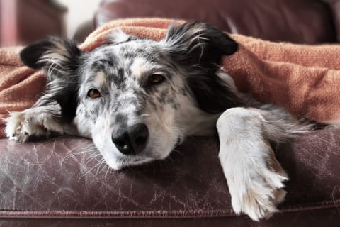 Vomiting in Dogs, Flat Rock Vet