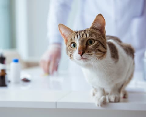 Routine Checkup for Cat, Flat Rock Vet