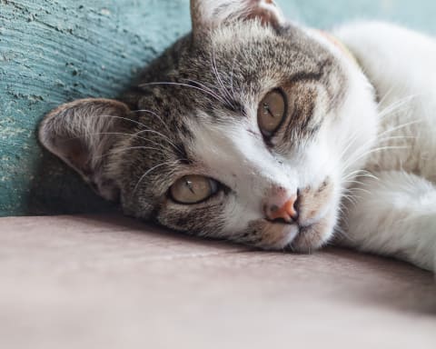 Common Cat Illnesses, Flat Rock Vet