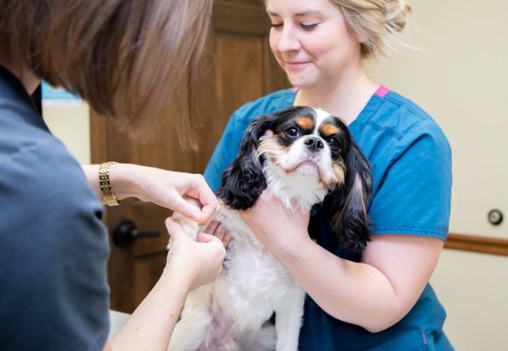 Dermatology, Flat Rock vet