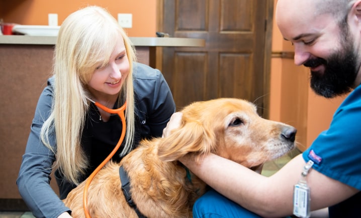 Routine Checkups, Flat Rock vet