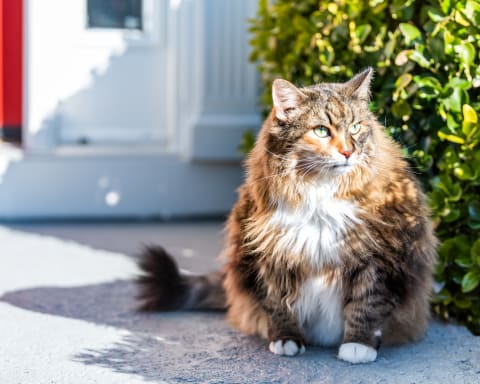 Overweight cat, Flat Rock Vet