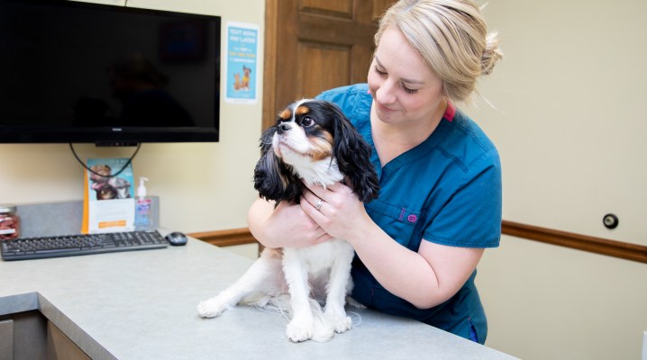 Soft Tissue & Surgical Procedures, Flat Rock Vet