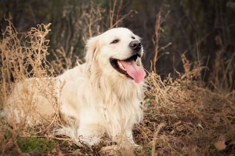 Preventing and treating ticks in Western Carolina, Flat Rock Vet