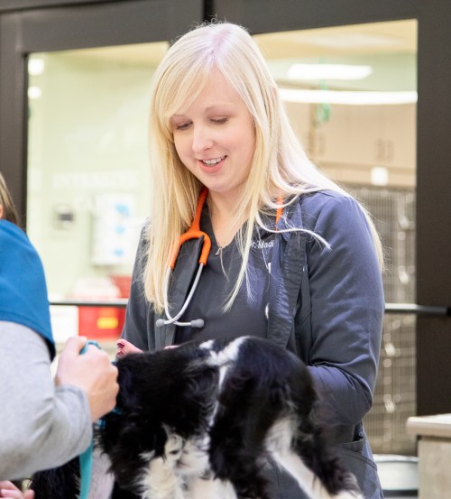 Full-service veterinary care, Flat Rock vet