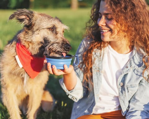 Toxic food for dogs, Flat Rock Vet