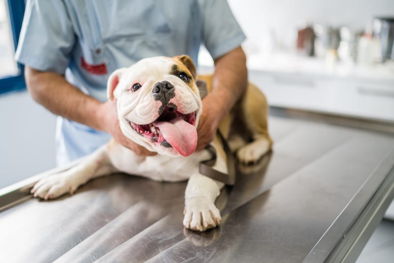What to expect when you visit the vet for your pet's wellness exam, Flat Rock Vet